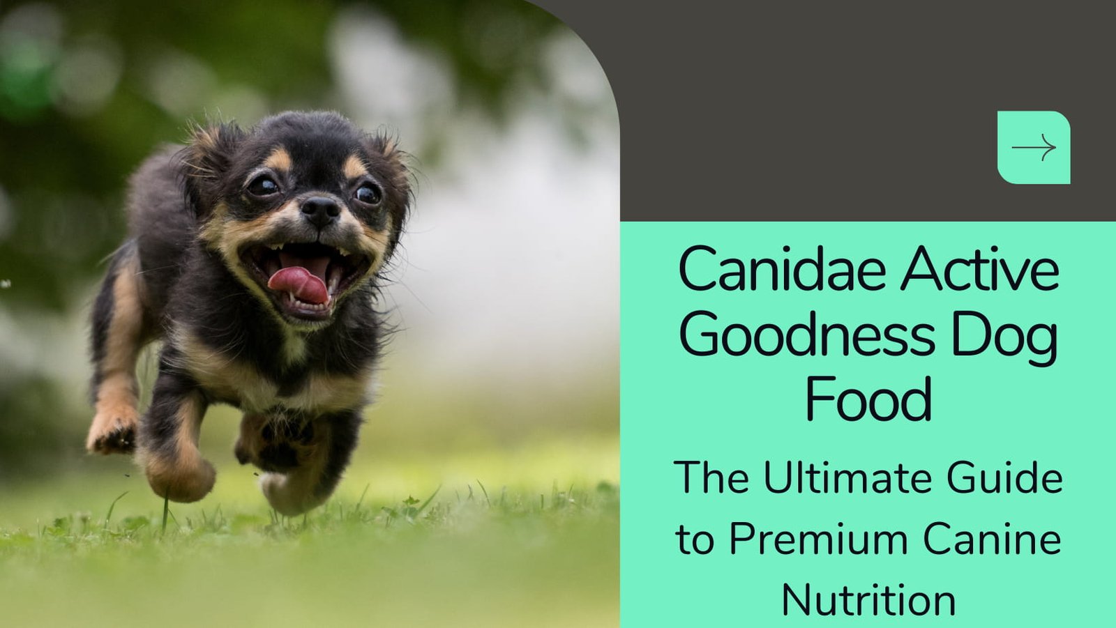 canidae active goodness dog food