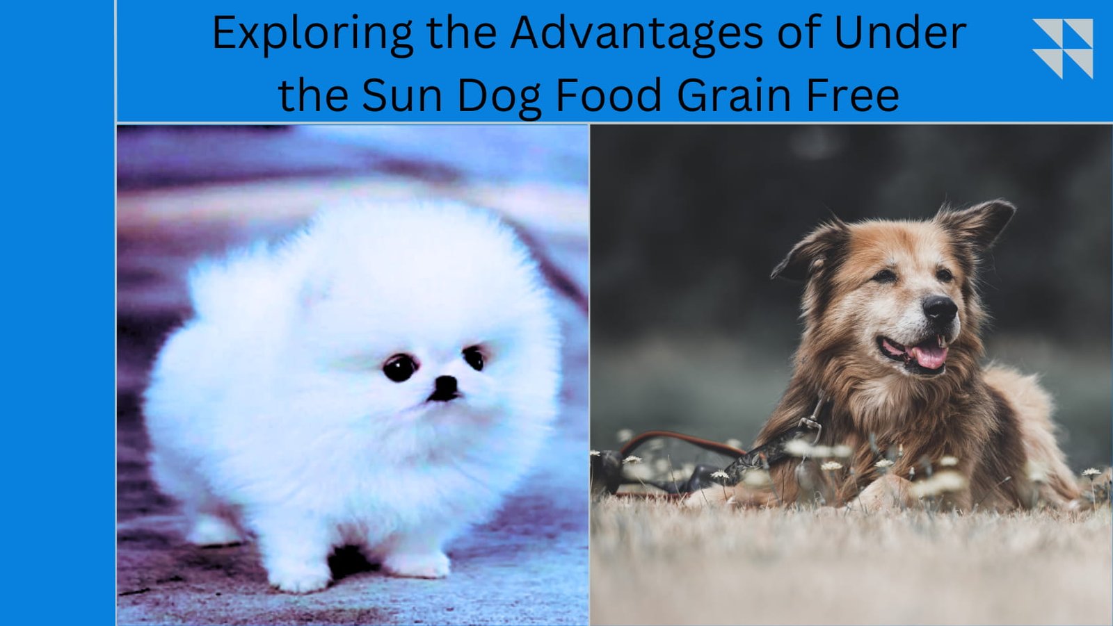 under the sun dog food grain free