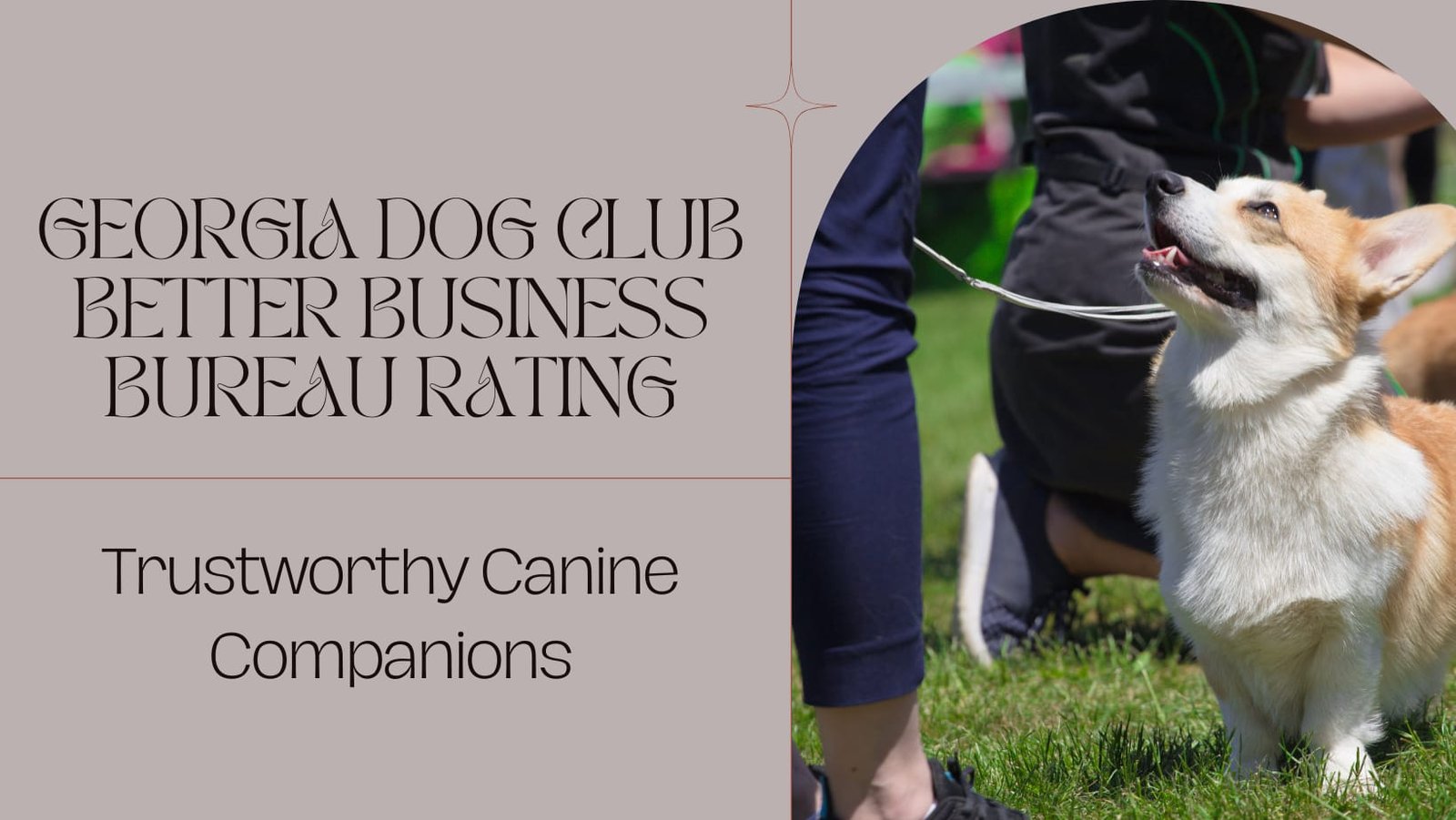 Georgia Dog Club Better Business Bureau Rating: Trustworthy Canine Companions
