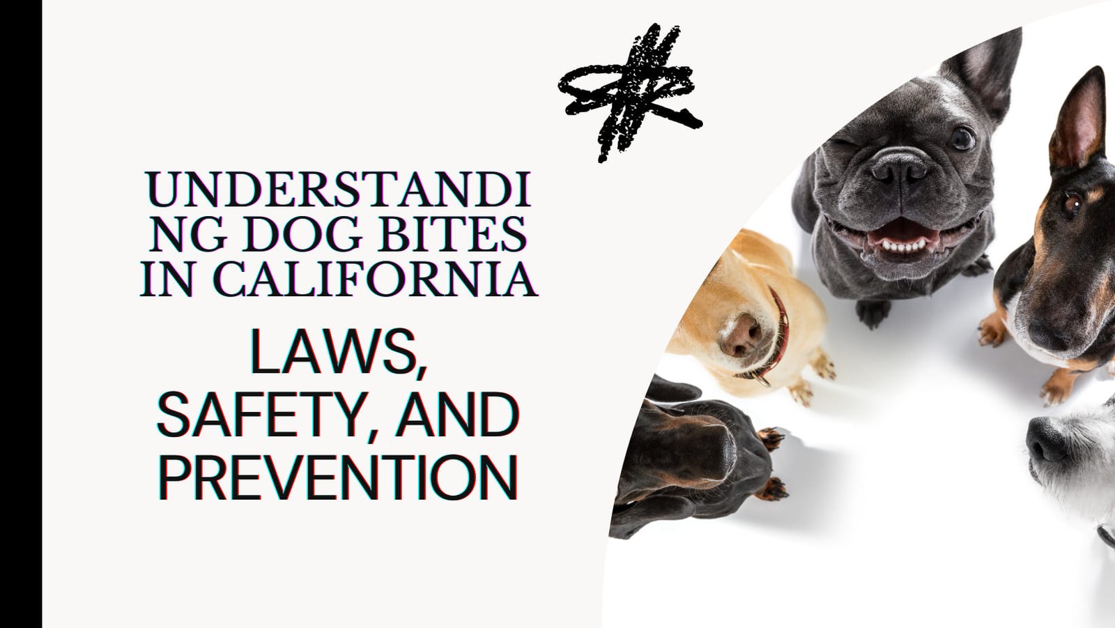 Understanding Dog Bites in California: Laws, Safety, and Prevention